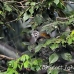 monkey_squirrel_common_la_h_0613_ecu2560.jpg